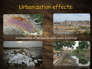 Contamination of soil due to waste water & Garbage
 
