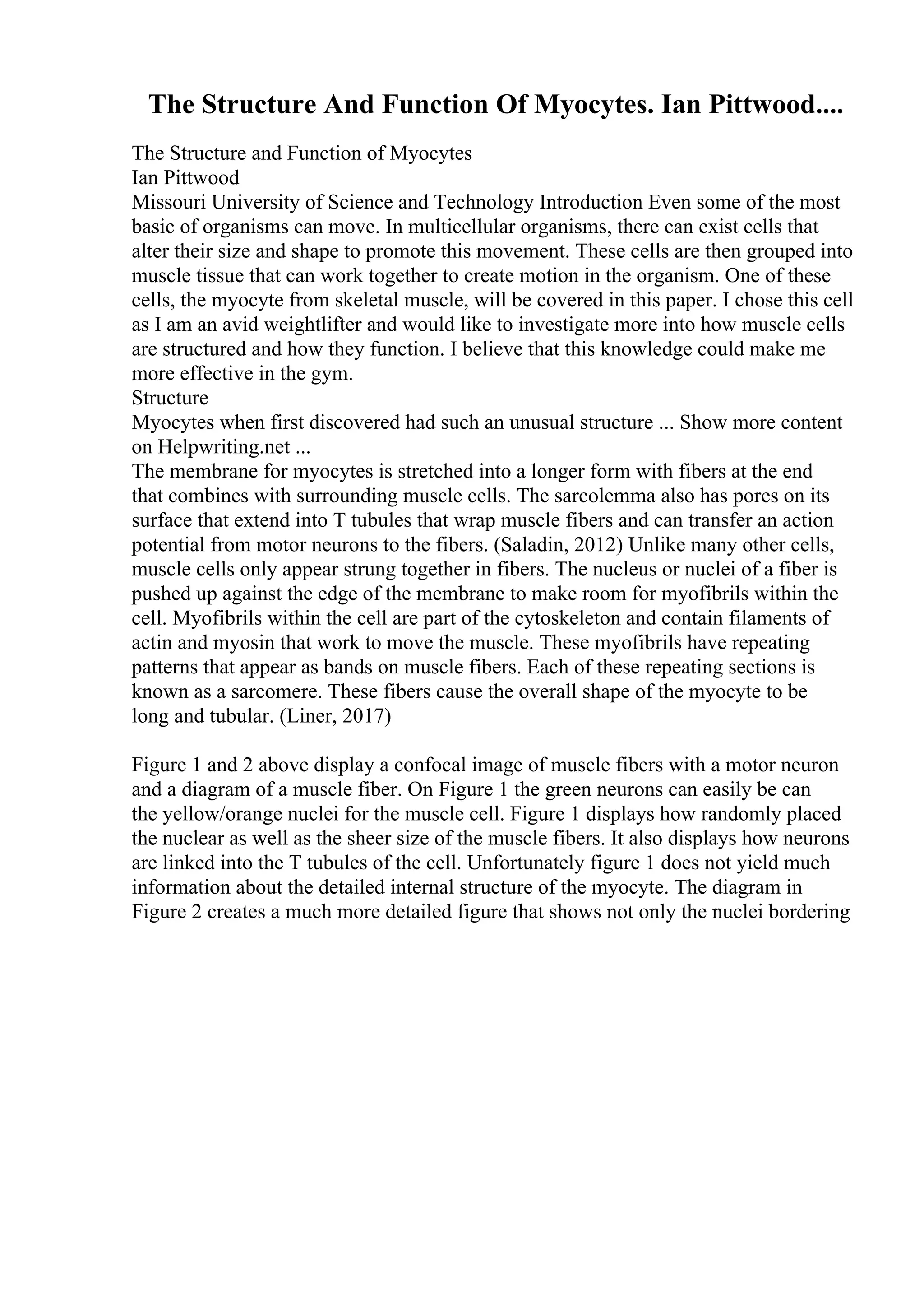 The Structure And Function Of Myocytes. Ian Pittwood....
The Structure and Function of Myocytes
Ian Pittwood
Missouri University of Science and Technology Introduction Even some of the most
basic of organisms can move. In multicellular organisms, there can exist cells that
alter their size and shape to promote this movement. These cells are then grouped into
muscle tissue that can work together to create motion in the organism. One of these
cells, the myocyte from skeletal muscle, will be covered in this paper. I chose this cell
as I am an avid weightlifter and would like to investigate more into how muscle cells
are structured and how they function. I believe that this knowledge could make me
more effective in the gym.
Structure
Myocytes when first discovered had such an unusual structure ... Show more content
on Helpwriting.net ...
The membrane for myocytes is stretched into a longer form with fibers at the end
that combines with surrounding muscle cells. The sarcolemma also has pores on its
surface that extend into T tubules that wrap muscle fibers and can transfer an action
potential from motor neurons to the fibers. (Saladin, 2012) Unlike many other cells,
muscle cells only appear strung together in fibers. The nucleus or nuclei of a fiber is
pushed up against the edge of the membrane to make room for myofibrils within the
cell. Myofibrils within the cell are part of the cytoskeleton and contain filaments of
actin and myosin that work to move the muscle. These myofibrils have repeating
patterns that appear as bands on muscle fibers. Each of these repeating sections is
known as a sarcomere. These fibers cause the overall shape of the myocyte to be
long and tubular. (Liner, 2017)
Figure 1 and 2 above display a confocal image of muscle fibers with a motor neuron
and a diagram of a muscle fiber. On Figure 1 the green neurons can easily be can
the yellow/orange nuclei for the muscle cell. Figure 1 displays how randomly placed
the nuclear as well as the sheer size of the muscle fibers. It also displays how neurons
are linked into the T tubules of the cell. Unfortunately figure 1 does not yield much
information about the detailed internal structure of the myocyte. The diagram in
Figure 2 creates a much more detailed figure that shows not only the nuclei bordering
 