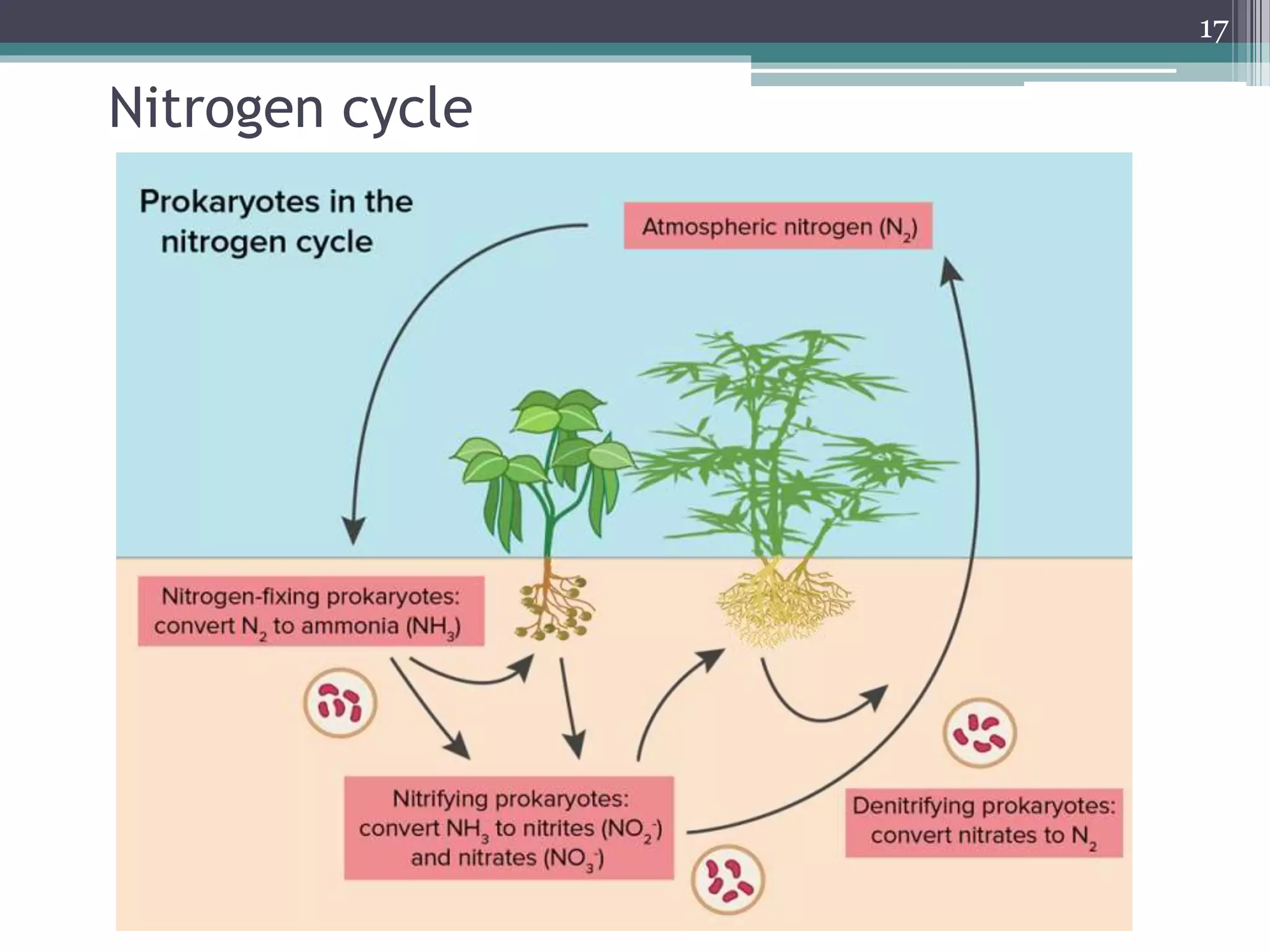 Nitrogen cycle
17
 