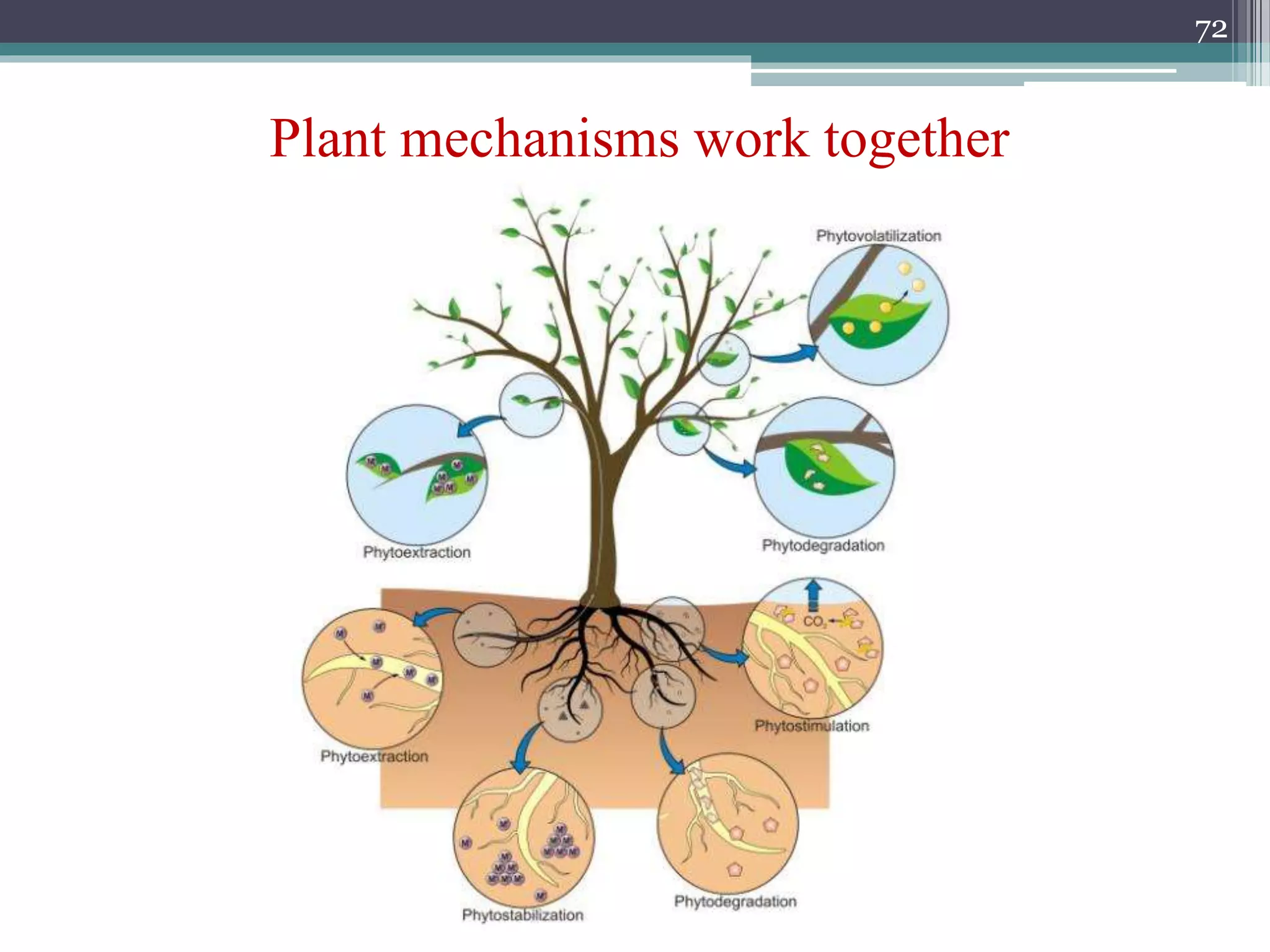 Plant mechanisms work together
72
 