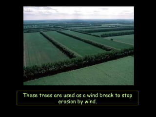 These trees are used as a wind break to stop erosion by wind. 
