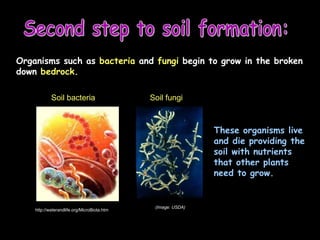 Second step to soil formation: Organisms such as  bacteria  and  fungi  begin to grow in the broken down  bedrock . http://waterandlife.org/MicroBiota.htm Soil bacteria (Image: USDA)   Soil fungi These organisms live and die providing the soil with nutrients that other plants need to grow. 