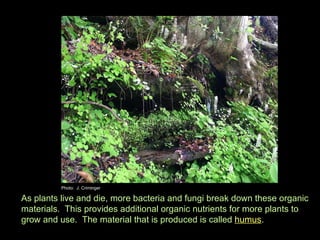 As plants live and die, more bacteria and fungi break down these organic materials.  This provides additional organic nutrients for more plants to grow and use.  The material that is produced is called  humus .  Photo:  J. Criminger 