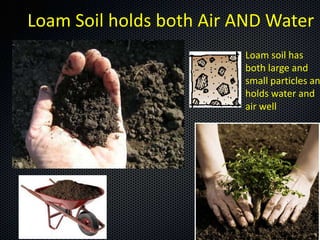Loam Soil holds both Air AND Water
                         Loam soil has
                         both large and
                         small particles an
                         holds water and
                         air well
 