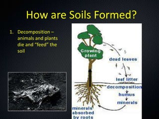 How are Soils Formed?
1. Decomposition –
   animals and plants
   die and “feed” the
   soil
 
