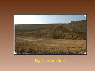 Fig 1. Loam Soil
 