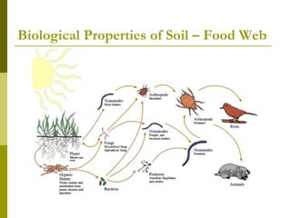 Biological Properties of Soil – Food Web
 