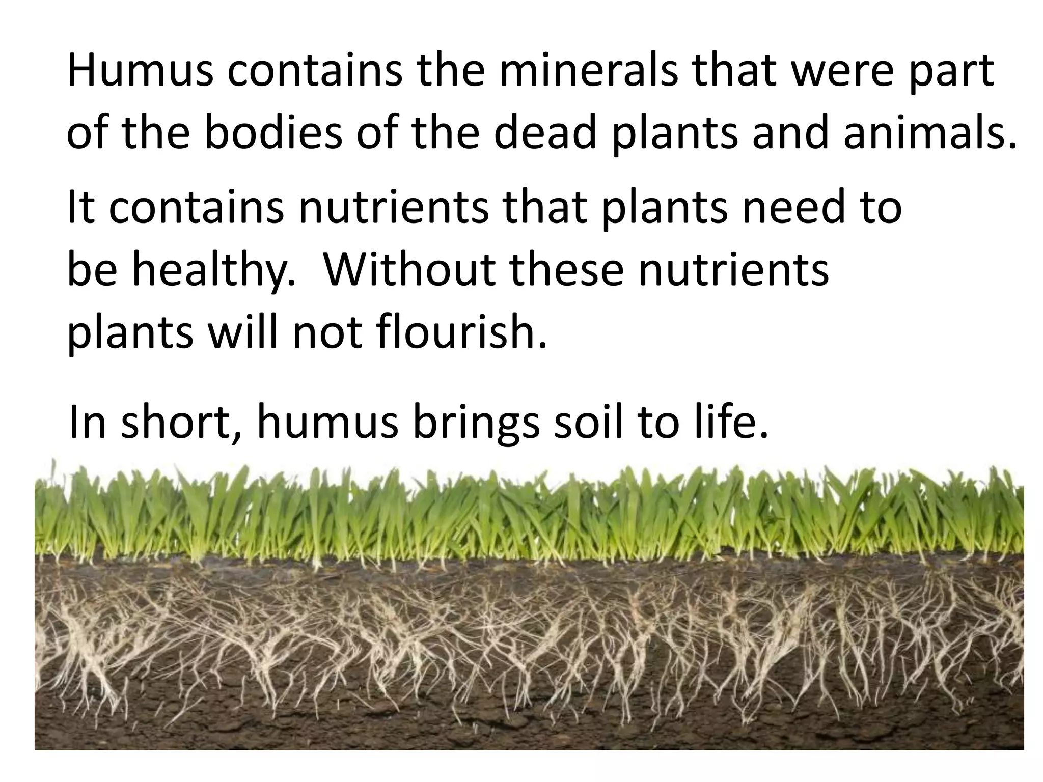 In short, humus brings soil to life.
It contains nutrients that plants need to
be healthy. Without these nutrients
plants will not flourish.
Humus contains the minerals that were part
of the bodies of the dead plants and animals.
 