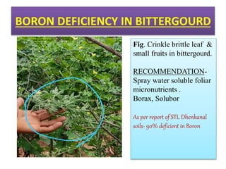 BORON DEFICIENCY IN BITTERGOURD
Fig. Crinkle brittle leaf &
small fruits in bittergourd.
RECOMMENDATION-
Spray water soluble foliar
micronutrients .
Borax, Solubor
As per report of STL Dhenkanal
soils- 90% deficient in Boron
 