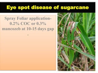 Eye spot disease of sugarcane
Spray Foliar application-
0.2% COC or 0.3%
mancozeb at 10-15 days gap
.
 
