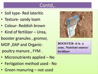 Contd,.
• Soil type- Red lateritic
• Texture- sandy loam
• Colour- Reddish brown
• Kind of fertilizer – Urea,
booster granules , gromor,
MOP ,DAP and Organic-
poultry manure , FYM .
• Micronutrients applied – No
• Fertigation method used - No
• Green manuring – not used
BOOSTER- it is a
conc. Nutrient source/
fertilizer
 