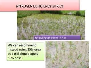 NITROGEN DEFICIENCY IN RICE
We can recommend
instead using 25% urea
as basal should apply
50% dose
Yellowing of leaves in rice
 
