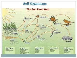 Soil Organisms
 