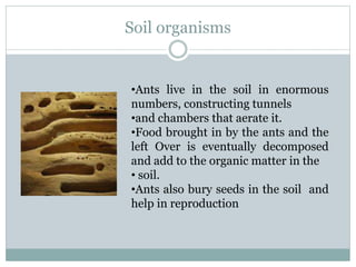 Soil organisms
•Ants live in the soil in enormous
numbers, constructing tunnels
•and chambers that aerate it.
•Food brought in by the ants and the
left Over is eventually decomposed
and add to the organic matter in the
• soil.
•Ants also bury seeds in the soil and
help in reproduction
 