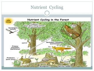 Nutrient Cycling
 