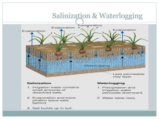 Salinization & Waterlogging
 