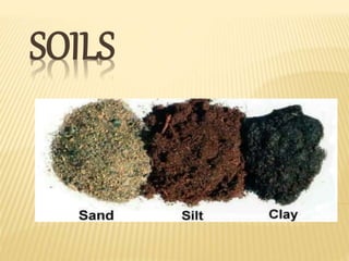 SOILS
 