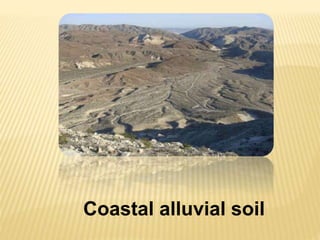 Coastal alluvial soil
 
