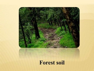 Forest soil
 