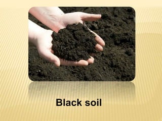 Black soil
 