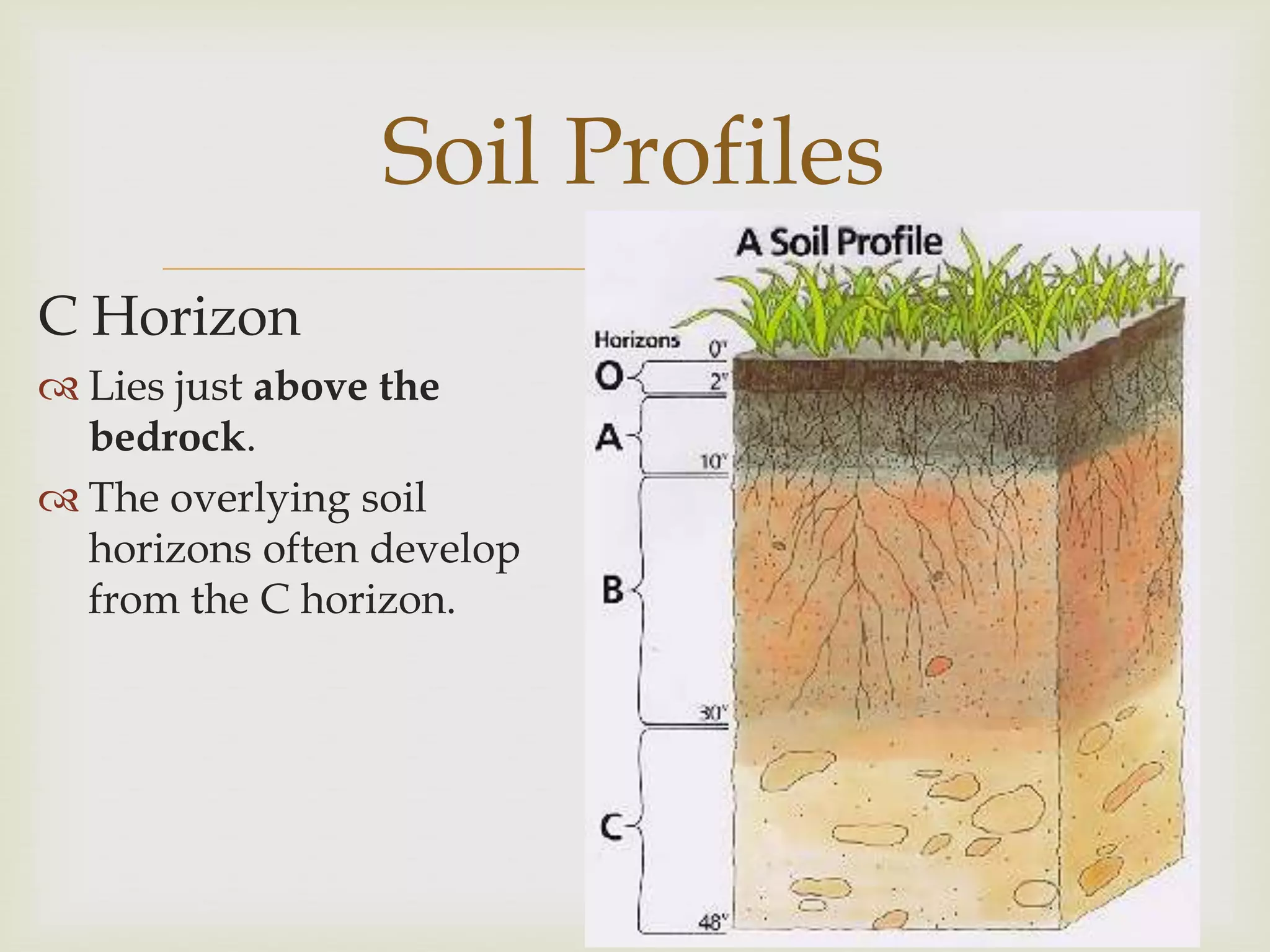 C Horizon

Soil Profiles


 Lies just above the
bedrock.
 The overlying soil
horizons often develop
from the C horizon.

 