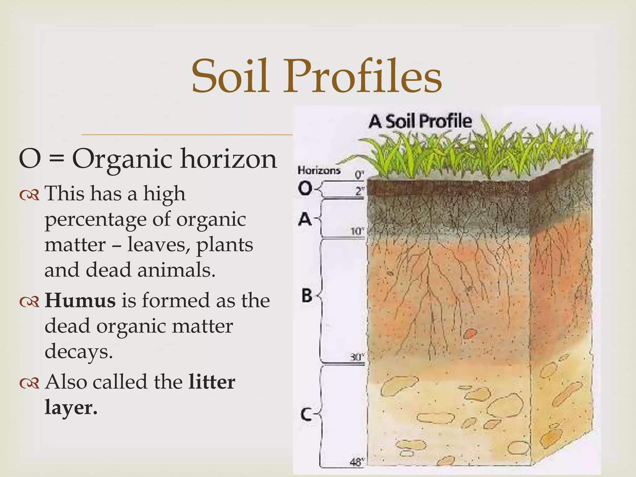 Soil Profiles

O = Organic horizon
 This has a high
percentage of organic
matter – leaves, plants
and dead animals.
 Humus is formed as the
dead organic matter
decays.
 Also called the litter
layer.

 