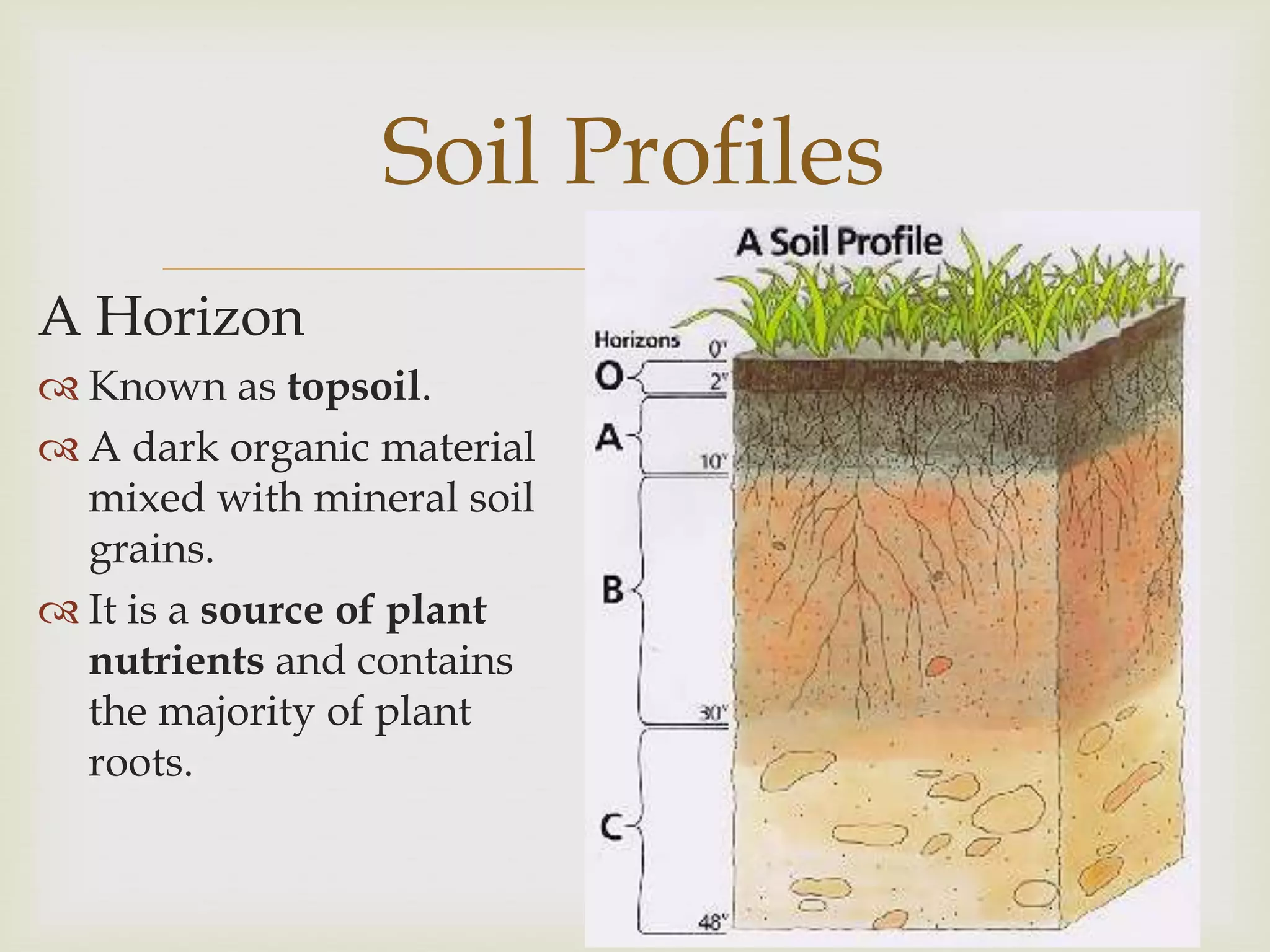 A Horizon

Soil Profiles


 Known as topsoil.
 A dark organic material
mixed with mineral soil
grains.
 It is a source of plant
nutrients and contains
the majority of plant
roots.

 