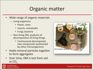 Organic matter
• Wide range of organic materials
– Living organisms
• Plants, roots
• Insects, nematodes
• Fungi, bacteria
– Non-living OM, products of
decomposition of living things
• Continuously decomposed,
new compounds synthesized
by other microorganisms

• Holds mineral particles together
to form aggregates
• Over time, OM is lost from soil
as CO2
Northern NY Field Crops Team

 