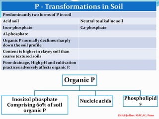 Dr.AB Jadhav, SSAC,AC, Pune
P - Transformations in Soil
Predominantly two forms of P in soil
Acid soil Neutral to alkaline soil
Iron-phosphate Ca-phosphate
Al-phosphate
Organic P normally declines sharply
down the soil profile
Content is higher in clayey soil than
coarse textured soils
Poor drainage, High pH and cultivation
practices adversely affects organic P.
Organic P
Inositol phosphate
Comprising 60% of soil
organic P
Nucleic acids
Phospholipid
s
 