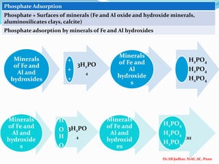 Dr.AB Jadhav, SSAC,AC, Pune
Phosphate Adsorption
Phosphate + Surfaces of minerals (Fe and Al oxide and hydroxide minerals,
aluminosilicates clays, calcite)
Phosphate adsorption by minerals of Fe and Al hydroxides
• +
• +
• +
Minerals
of Fe and
Al and
hydroxides
3H2PO
4
+
+
+
• +
• +
• +
Minerals
of Fe and
Al
hydroxide
s
H2PO4
H2PO4
H2PO4
• +
• +
• +
Minerals
of Fe and
Al and
hydroxide
s
3H2PO
4
O
H
O
H
O
H
• +
• +
• +
Minerals
of Fe and
Al and
hydroxid
es
3OH
H2PO4
H2PO4
H2PO4
 
