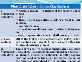 Dr.AB Jadhav, SSAC,AC, Pune
Phosphate Adsorption on Clay Surfaces
1:1
Aluminosil
icate clays
 Kalonite acquire + ve charges at the brocken edges
in acid
soil
 These + ve charges attracts H2PO4 present in soil
solution
and adsorb them.
 In alakline conditions, positive charges disappear
and - ve
charges appear while at neutral pH no charges exists
1:1 Clays
kaolinite
OH at the broken edges exchange with H2PO4 in the
soil solution and thus H2PO4 ions adsorbed through
the ligand exchange process
2:1
Aluminosil
icate clays
These have a net –ve charge in slightly acidic soils (pH
< 6.5). These – ve charges are neutralized by a part of +
ve charged divalent or polyvalent metallic cations
(Ca2+, Al3+ and Fe3+). The other part of +ve charges of
the cations is neutralized by the negative charges of
 