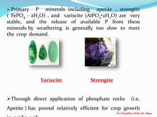Dr.AB Jadhav, SSAC,AC, Pune
6
 Primary P minerals including apetite , strengite
( FePO4 · 2H2O) , and variscite (AlPO4•2H2O) are very
stable, and the release of available P from these
minerals by weathering is generally too slow to meet
the crop demand.
Variscite Strengite
Through direct application of phosphate rocks (i.e.
Apetite ) has proved relatively efficient for crop growth
 