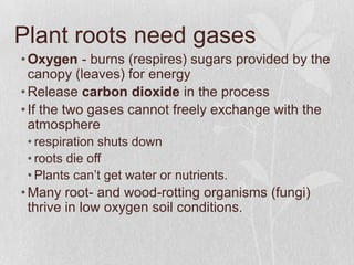 Plant roots need gases
• Oxygen - burns (respires) sugars provided by the
  canopy (leaves) for energy
• Release carbon di...