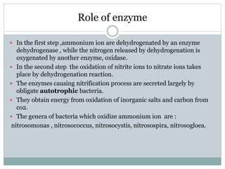 Role of enzyme
 In the first step ,ammonium ion are dehydrogenated by an enzyme
dehydrogenase , while the nitrogen released by dehydrogenation is
oxygenated by another enzyme, oxidase.
 In the second step the oxidation of nitrite ions to nitrate ions takes
place by dehydrogenation reaction.
 The enzymes causing nitrification process are secreted largely by
obligate autotrophic bacteria.
 They obtain energy from oxidation of inorganic salts and carbon from
co2.
 The genera of bacteria which oxidize ammonium ion are :
nitrosomonas , nitrosococcus, nitrosocystis, nitrosospira, nitrosogloea.
 