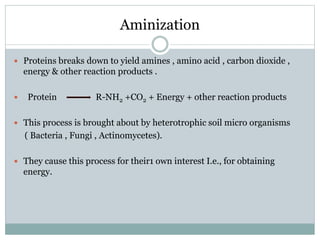 Aminization
 Proteins breaks down to yield amines , amino acid , carbon dioxide ,
energy & other reaction products .
 Protein R-NH2 +CO2 + Energy + other reaction products
 This process is brought about by heterotrophic soil micro organisms
( Bacteria , Fungi , Actinomycetes).
 They cause this process for their1 own interest I.e., for obtaining
energy.
 