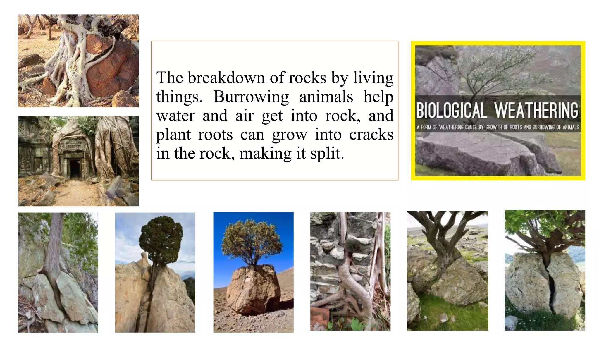 Soil sciences | PPTX