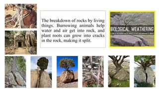 The breakdown of rocks by living
things. Burrowing animals help
water and air get into rock, and
plant roots can grow into cracks
in the rock, making it split.
 