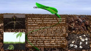 ORGANISMS
Soil formation is influenced by organisms
(such as plants), micro-organisms (such as
bacteria or fungi), burrowing insects, animals
and humans.
As soil forms, plants begin to grow in it. The
plants mature, die and new ones take their
place. Their leaves and roots are added to the
soil. Animals eat plants and their wastes and
eventually their bodies are added to the soil.
This begins to change the soil. Bacteria, fungi,
worms and other burrowers break down plant
litter and animal wastes and remains, to
eventually become organic matter. This may
take the form of peat, humus or charcoal.
 