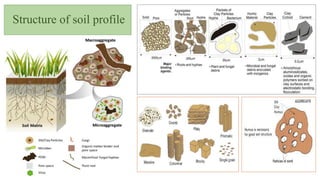 Structure of soil profile
 