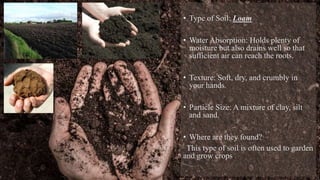 • Type of Soil: Loam
• Water Absorption: Holds plenty of
moisture but also drains well so that
sufficient air can reach the roots.
• Texture: Soft, dry, and crumbly in
your hands.
• Particle Size: A mixture of clay, silt
and sand.
• Where are they found?
This type of soil is often used to garden
and grow crops.
 