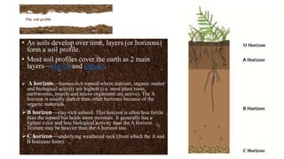 The soil profile
• As soils develop over time, layers (or horizons)
form a soil profile.
• Most soil profiles cover the earth as 2 main
layers—topsoil and subsoil.
 A horizon—humus-rich topsoil where nutrient, organic matter
and biological activity are highest (i.e. most plant roots,
earthworms, insects and micro-organisms are active). The A
horizon is usually darker than other horizons because of the
organic materials.
B horizon—clay-rich subsoil. This horizon is often less fertile
than the topsoil but holds more moisture. It generally has a
lighter color and less biological activity than the A horizon.
Texture may be heavier than the A horizon too.
C horizon—underlying weathered rock (from which the A and
B horizons form).
 