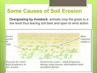 Some Causes of Soil Erosion
 Overgrazing by livestock: animals crop the grass to a
low level thus leaving soil bare and open to wind action
 