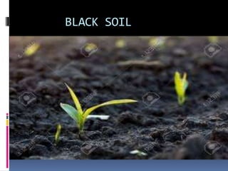BLACK SOIL
 