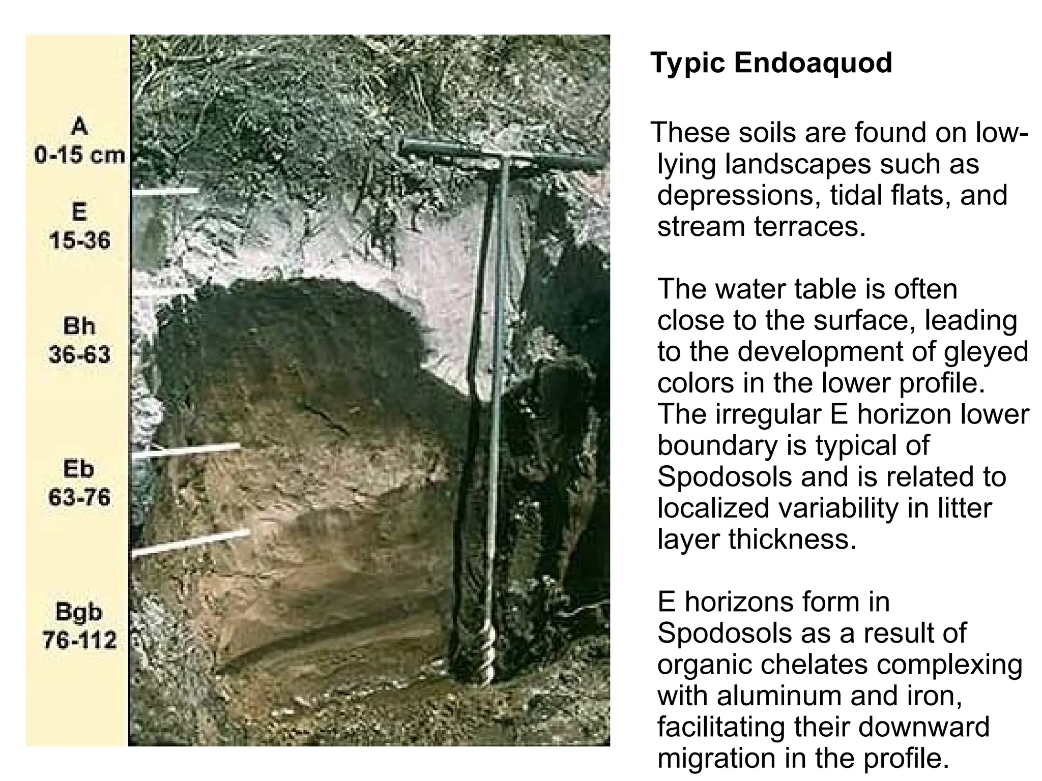 Typic Endoaquod
These soils are found on low-
lying landscapes such as
depressions, tidal flats, and
stream terraces.
The water table is often
close to the surface, leading
to the development of gleyed
colors in the lower profile.
The irregular E horizon lower
boundary is typical of
Spodosols and is related to
localized variability in litter
layer thickness.
E horizons form in
Spodosols as a result of
organic chelates complexing
with aluminum and iron,
facilitating their downward
migration in the profile.
 