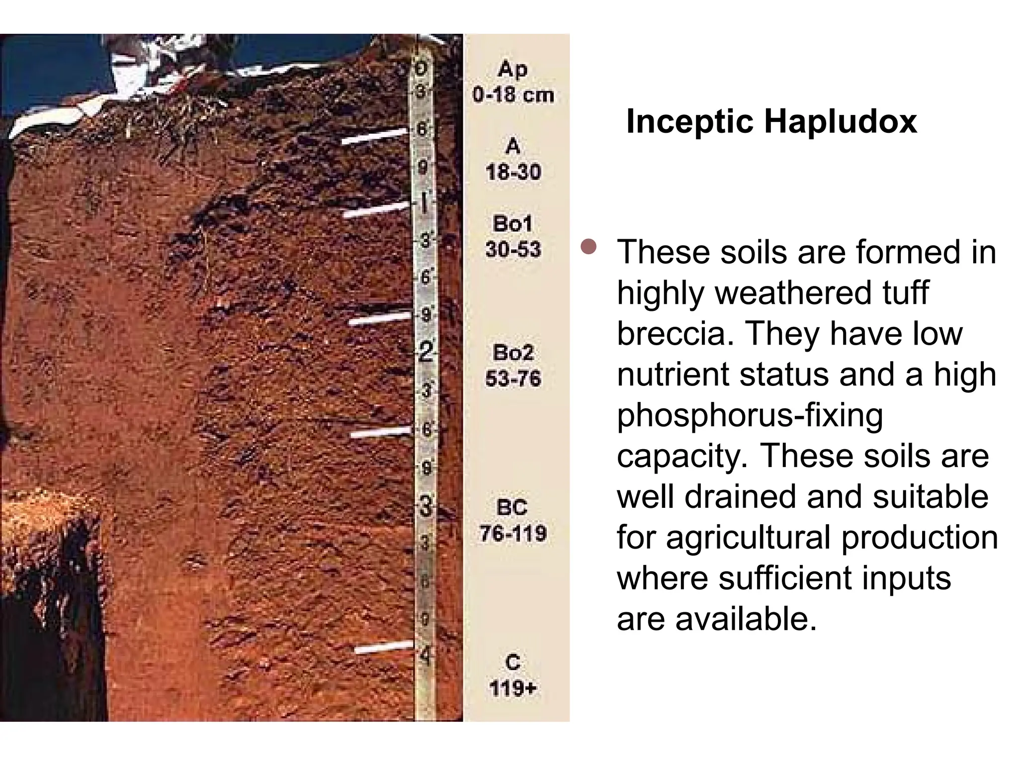 Inceptic Hapludox
 These soils are formed in
highly weathered tuff
breccia. They have low
nutrient status and a high
phosphorus-fixing
capacity. These soils are
well drained and suitable
for agricultural production
where sufficient inputs
are available.
 