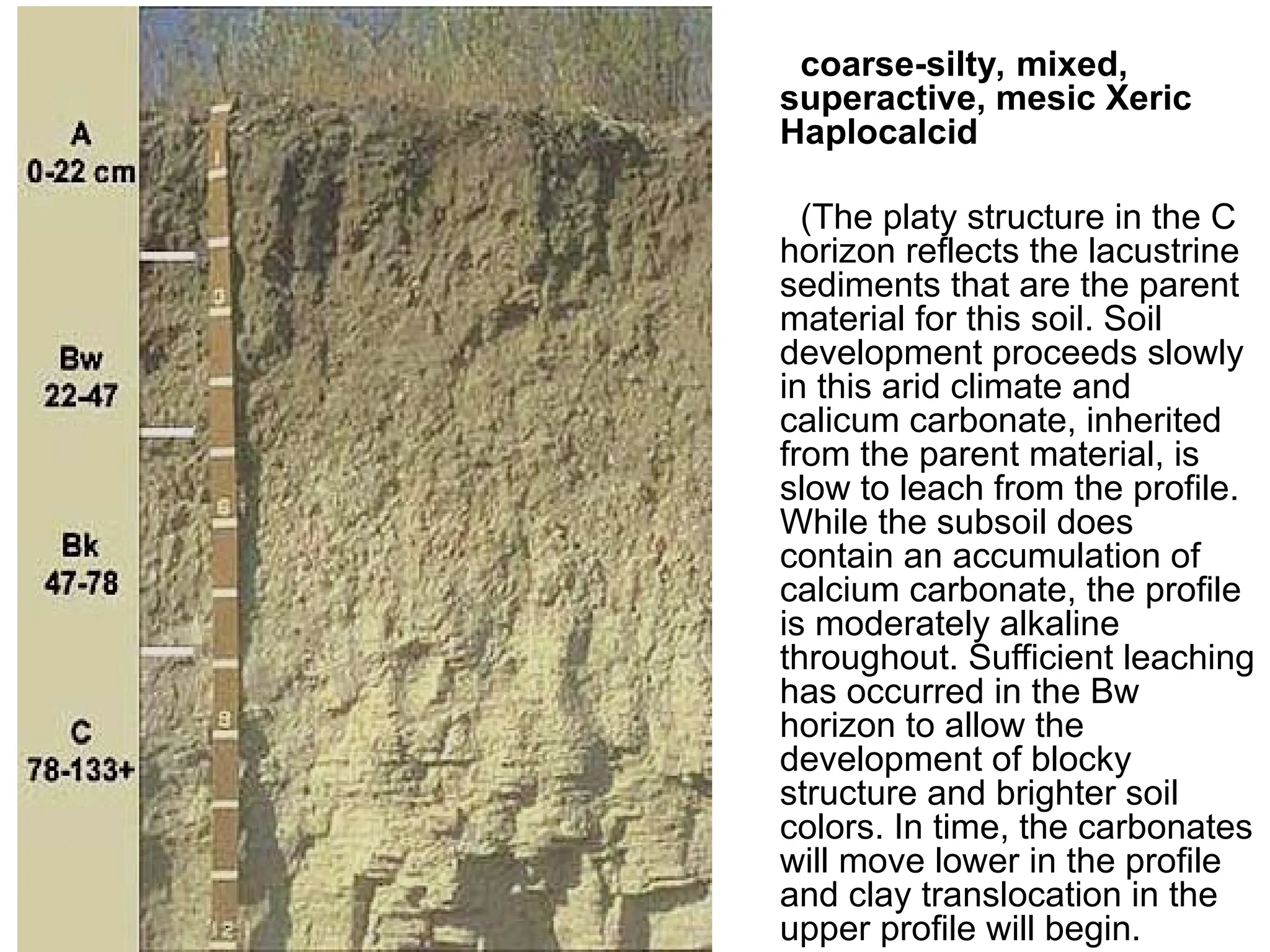 coarse-silty, mixed,
superactive, mesic Xeric
Haplocalcid
(The platy structure in the C
horizon reflects the lacustrine
sediments that are the parent
material for this soil. Soil
development proceeds slowly
in this arid climate and
calicum carbonate, inherited
from the parent material, is
slow to leach from the profile.
While the subsoil does
contain an accumulation of
calcium carbonate, the profile
is moderately alkaline
throughout. Sufficient leaching
has occurred in the Bw
horizon to allow the
development of blocky
structure and brighter soil
colors. In time, the carbonates
will move lower in the profile
and clay translocation in the
upper profile will begin.
 