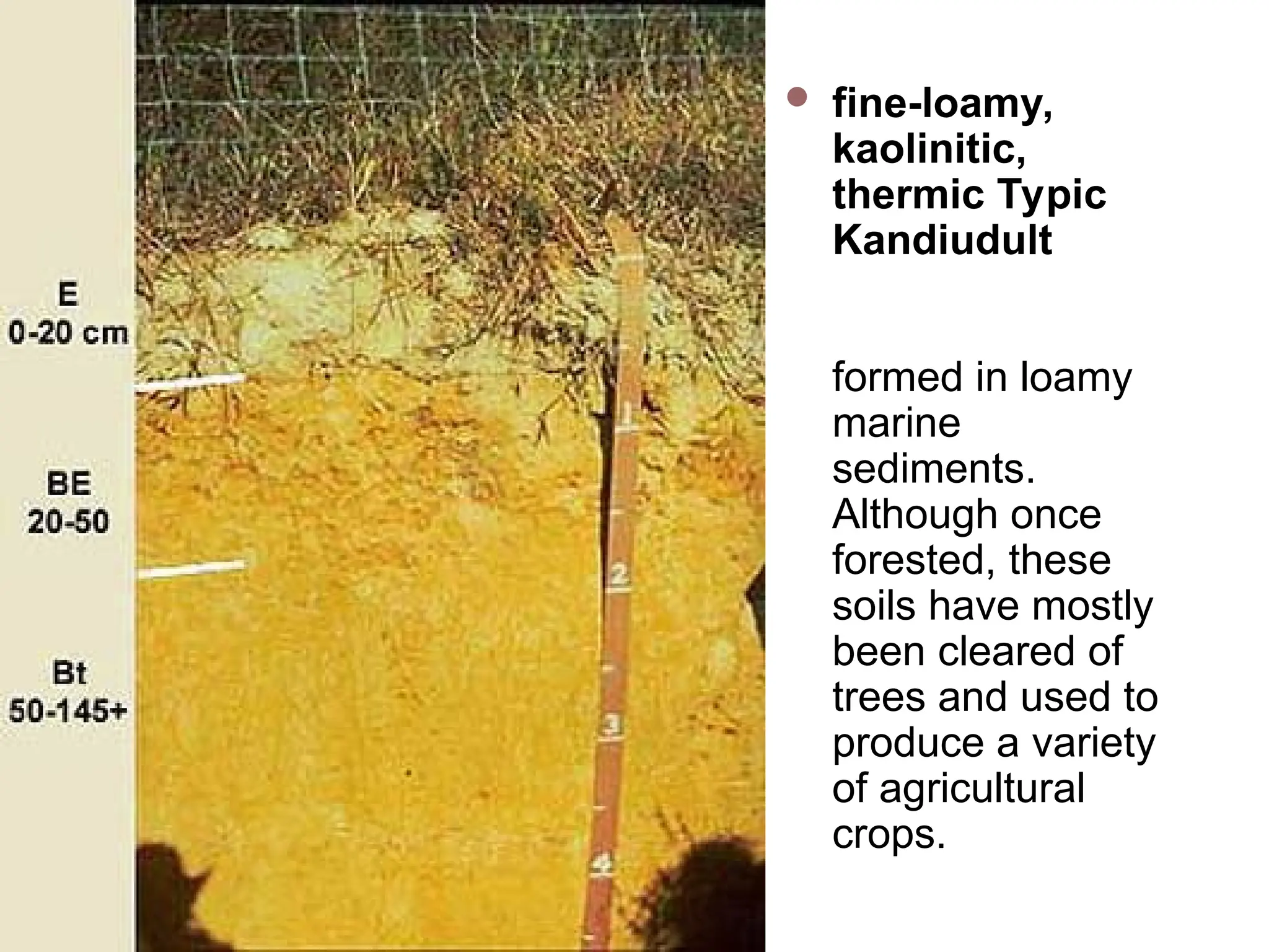  fine-loamy,
kaolinitic,
thermic Typic
Kandiudult
formed in loamy
marine
sediments.
Although once
forested, these
soils have mostly
been cleared of
trees and used to
produce a variety
of agricultural
crops.
 