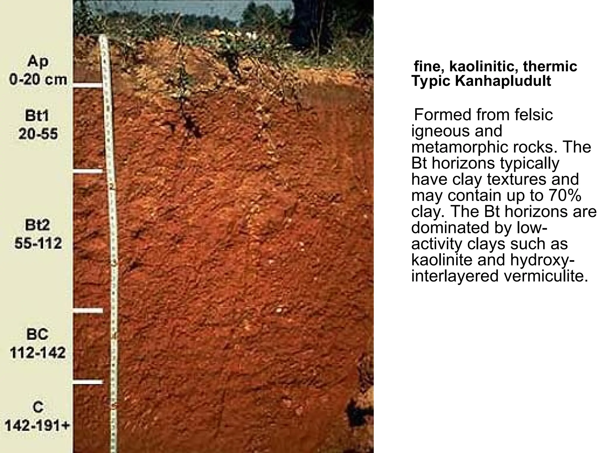 fine, kaolinitic, thermic
Typic Kanhapludult
Formed from felsic
igneous and
metamorphic rocks. The
Bt horizons typically
have clay textures and
may contain up to 70%
clay. The Bt horizons are
dominated by low-
activity clays such as
kaolinite and hydroxy-
interlayered vermiculite.
 