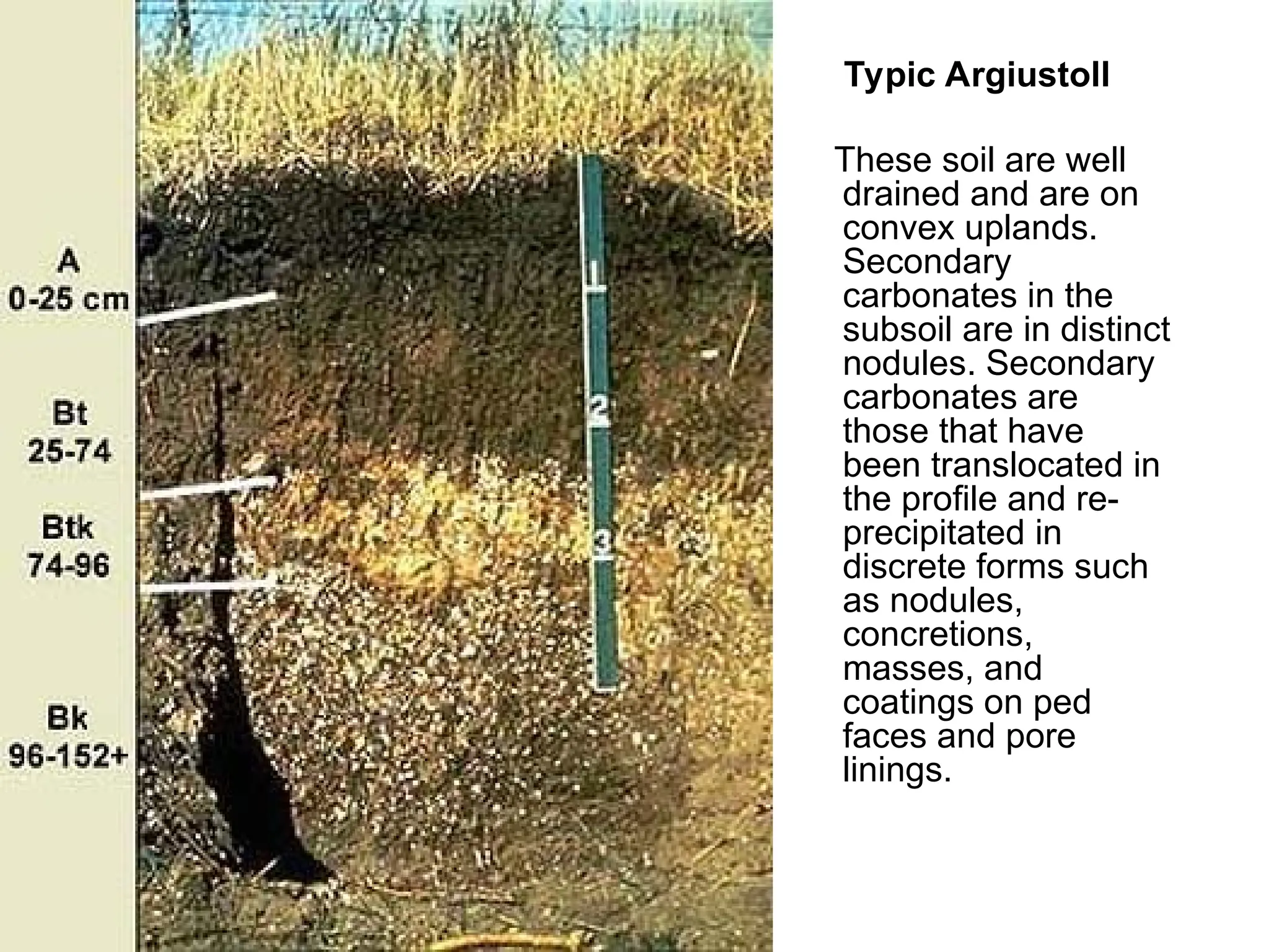 Typic Argiustoll
These soil are well
drained and are on
convex uplands.
Secondary
carbonates in the
subsoil are in distinct
nodules. Secondary
carbonates are
those that have
been translocated in
the profile and re-
precipitated in
discrete forms such
as nodules,
concretions,
masses, and
coatings on ped
faces and pore
linings.
 