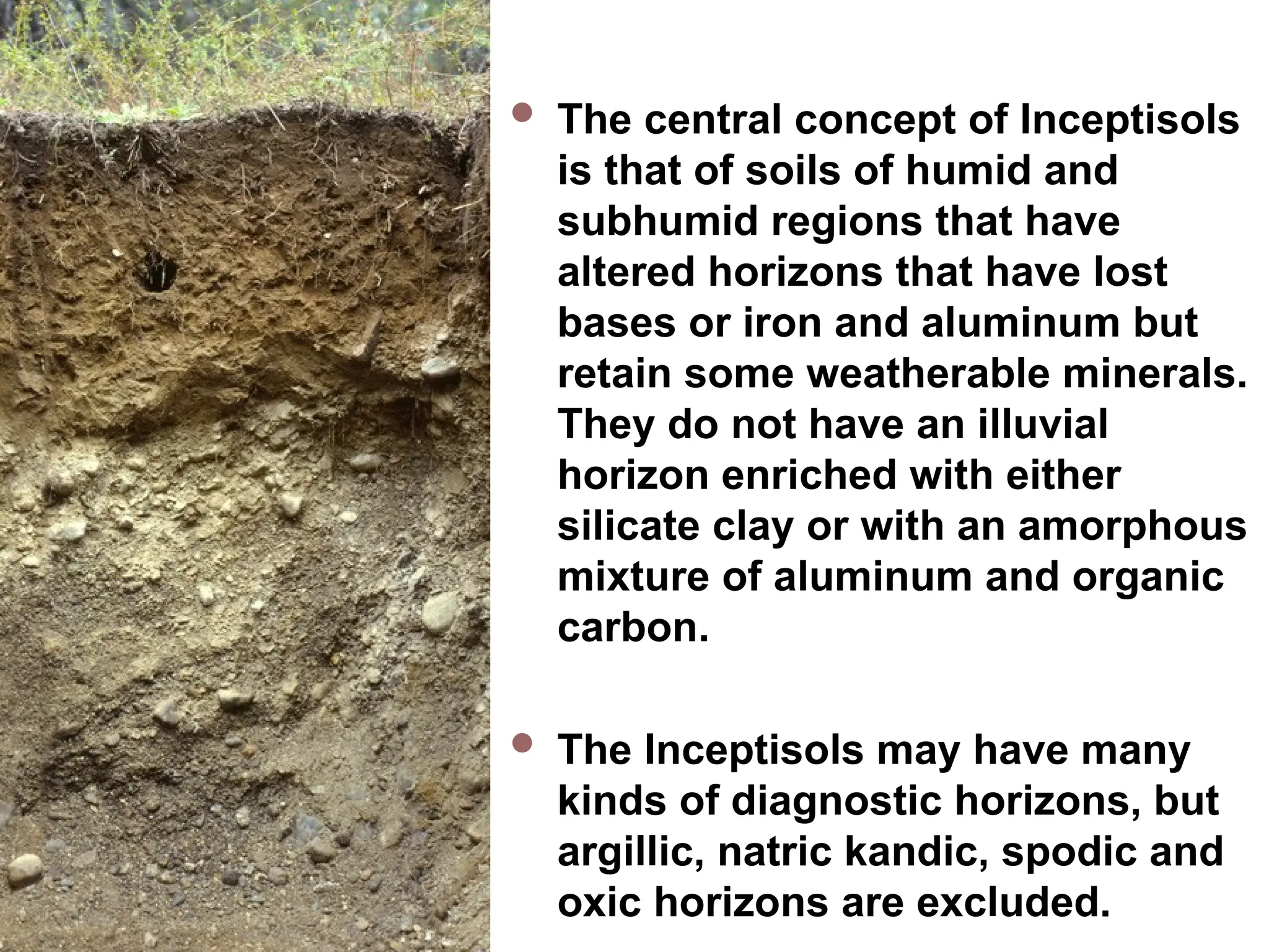 Inceptisols  The central concept of Inceptisols
is that of soils of humid and
subhumid regions that have
altered horizons that have lost
bases or iron and aluminum but
retain some weatherable minerals.
They do not have an illuvial
horizon enriched with either
silicate clay or with an amorphous
mixture of aluminum and organic
carbon.
 The Inceptisols may have many
kinds of diagnostic horizons, but
argillic, natric kandic, spodic and
oxic horizons are excluded.
 